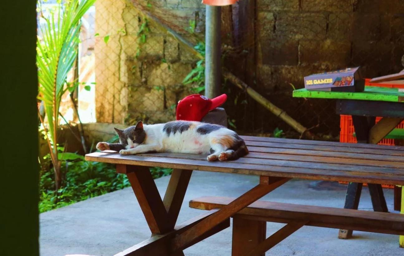 Bambu Lounge Bocas Hostel ボカス・タウン エクステリア 写真